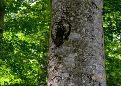 Weg zum Franz-Keller Haus Kaltes Feld bei Schwäbisch Gmünd
