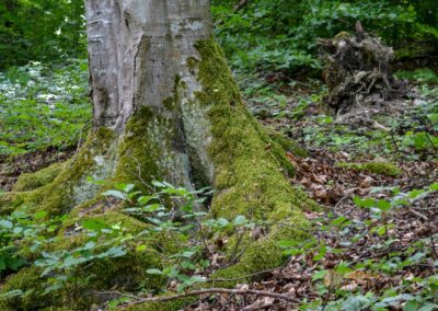 Weg zum Franz-Keller Haus Kaltes Feld bei Schwäbisch Gmünd