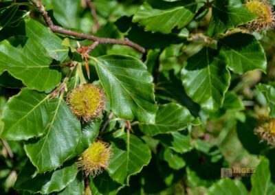 Weg zum Franz-Keller Haus Kaltes Feld bei Schwäbisch Gmünd