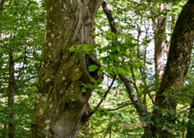 Weg zum Franz-Keller Haus Kaltes Feld bei Schwäbisch Gmünd