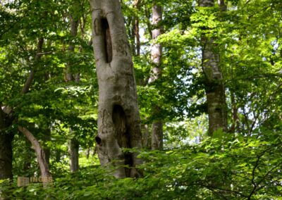 Weg zum Franz-Keller Haus Kaltes Feld bei Schwäbisch Gmünd