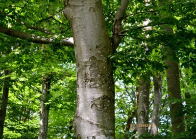 Weg zum Franz-Keller Haus Kaltes Feld bei Schwäbisch Gmünd