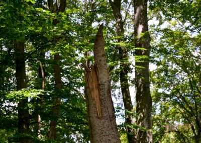 Weg zum Franz-Keller Haus Kaltes Feld bei Schwäbisch Gmünd