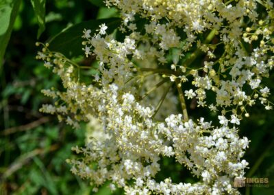 Weg zum Franz-Keller Haus Kaltes Feld bei Schwäbisch Gmünd