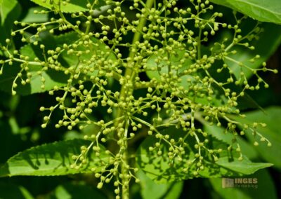 Weg zum Franz-Keller Haus Kaltes Feld bei Schwäbisch Gmünd