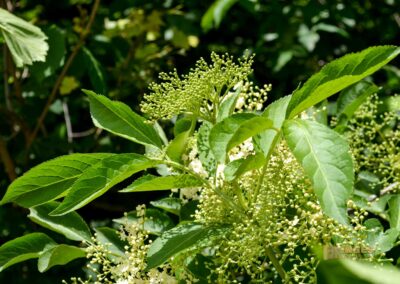 Weg zum Franz-Keller Haus Kaltes Feld bei Schwäbisch Gmünd