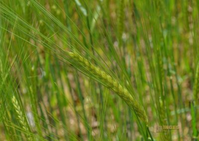 Weg zum Franz-Keller Haus Kaltes Feld bei Schwäbisch Gmünd