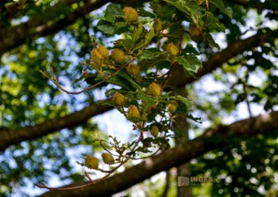 Weg zum Franz-Keller Haus Kaltes Feld bei Schwäbisch Gmünd