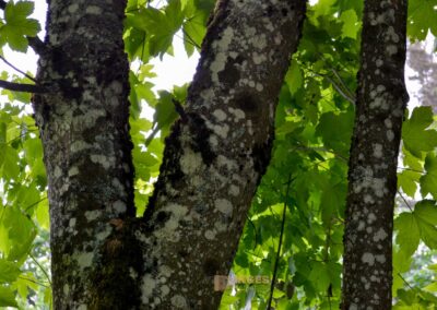 Weg zum Franz-Keller Haus Kaltes Feld bei Schwäbisch Gmünd