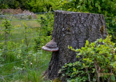 Weg zum Franz-Keller Haus Kaltes Feld bei Schwäbisch Gmünd