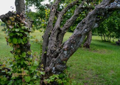 Kaltes Feld bei Schwäbisch Gmünd