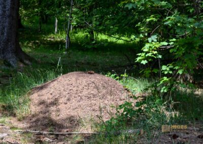 Weg zum Knörzerhaus Kaltes Feld bei Schwäbisch Gmünd