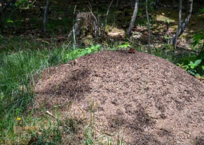 Weg zum Knörzerhaus Kaltes Feld bei Schwäbisch Gmünd