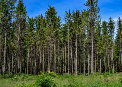 Weg zum Knörzerhaus Kaltes Feld bei Schwäbisch Gmünd