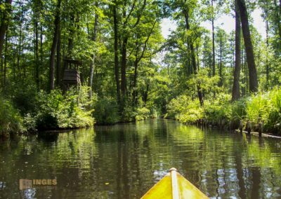 Den Spreewald per Kanu erkunden