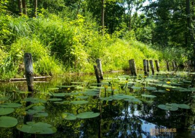 Den Spreewald per Kanu erkunden