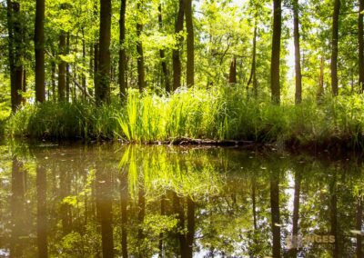 Den Spreewald per Kanu erkunden