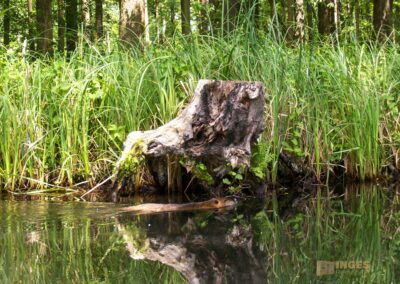 Den Spreewald per Kanu erkunden