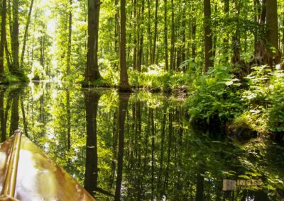 Den Spreewald per Kanu erkunden