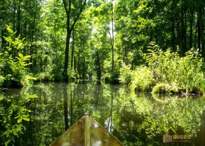 Den Spreewald per Kanu erkunden