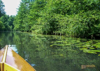 Den Spreewald per Kanu erkunden