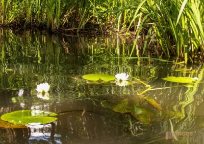 Den Spreewald per Kanu erkunden