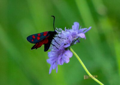 Beim Reiterleskapelle Waldstetten