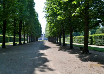 Baumallee zu Schloss Pillnitz