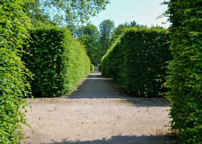 Heckengärten im Park Pillnitz