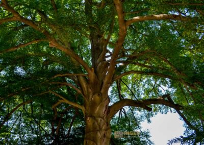 Rotbuche im Park Pillnitz