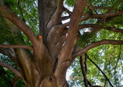 Rotbuche im Park Pillnitz