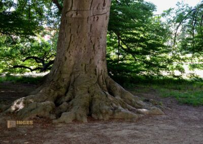 Rotbuche im Park Pillnitz