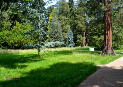 Koniferenhain Park Pillnitz