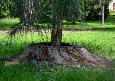 Koniferenhain Park Pillnitz