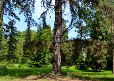 Koniferenhain Park Pillnitz