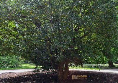 Pillnitzer Kamelie Park Pillnitz