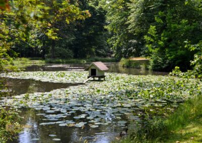 Englischer Garten Park Pillnitz