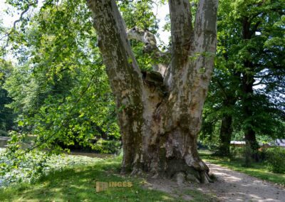 Englischer Garten Park Pillnitz