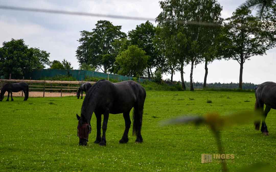 Urlaub in Großhartmannsdorf Urlaub in Großhartmannsdorf