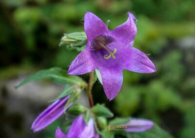 Beim Reiterleskapelle Waldstetten