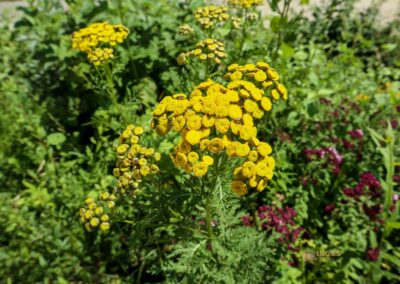 Beim Reiterleskapelle Waldstetten