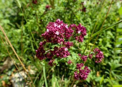 Beim Reiterleskapelle Waldstetten