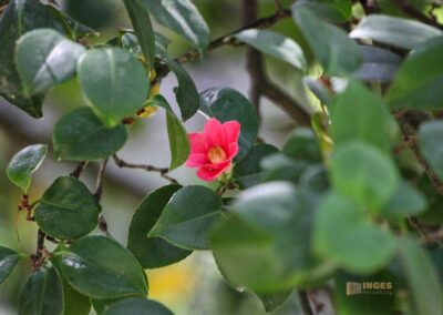 Pillnitzer Kamelie Park Pillnitz