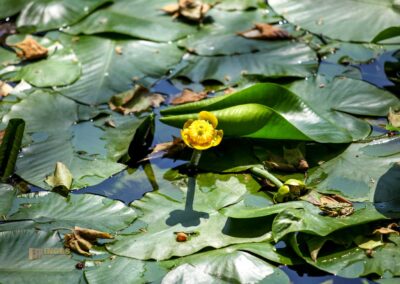 Englischer Garten Park Pillnitz