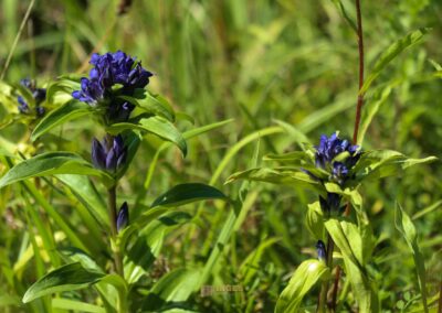 Beim Reiterleskapelle Waldstetten