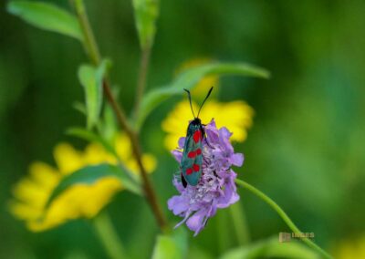 Beim Reiterleskapelle Waldstetten