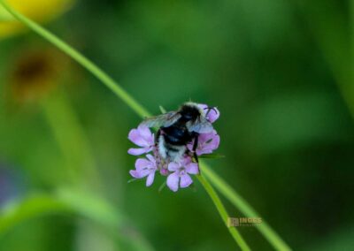 Beim Reiterleskapelle Waldstetten