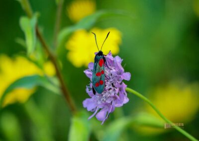 Beim Reiterleskapelle Waldstetten