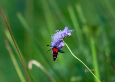 Beim Reiterleskapelle Waldstetten
