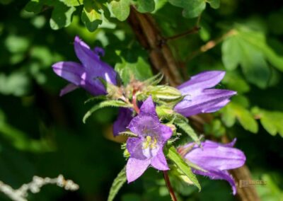 Beim Reiterleskapelle Waldstetten